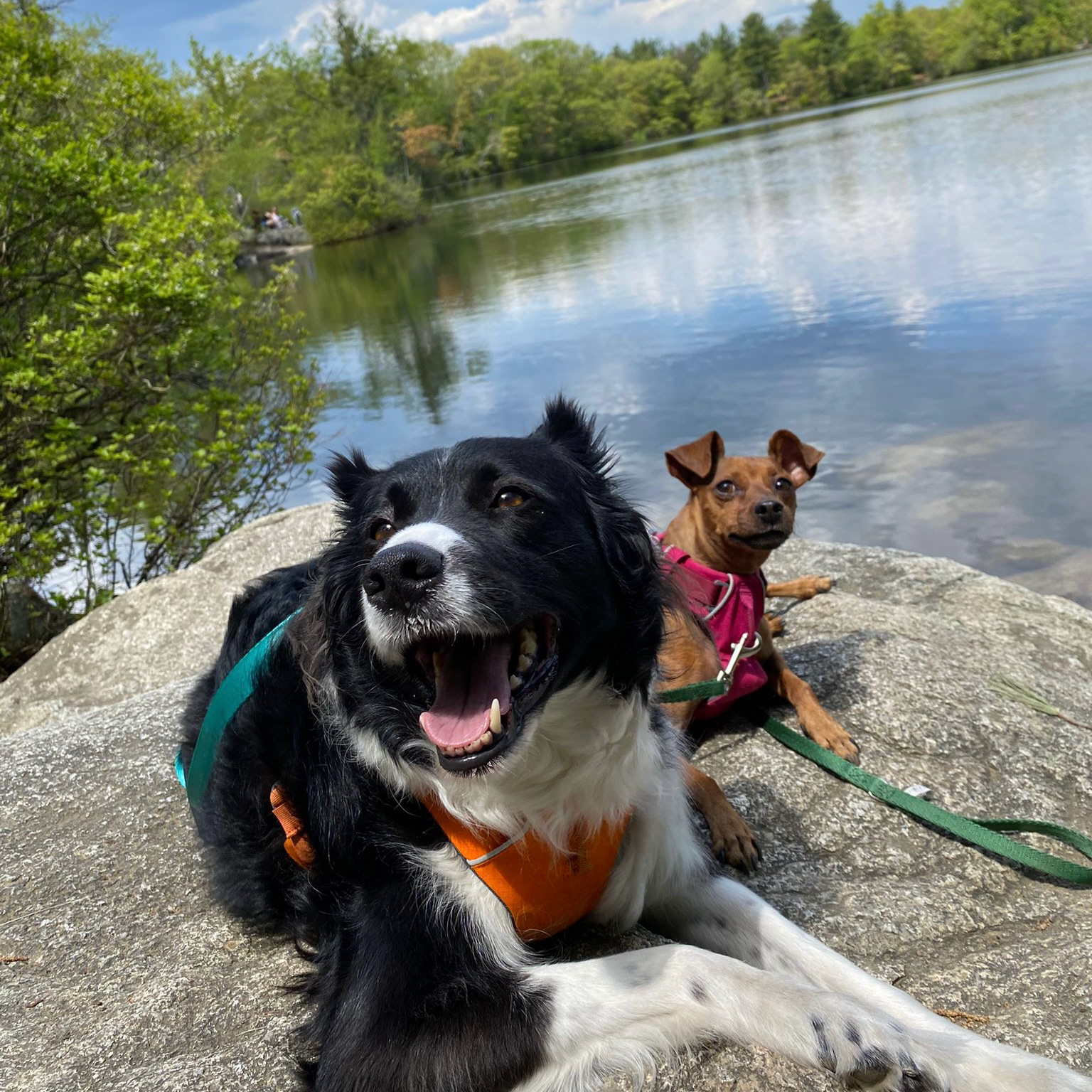 My Dogs