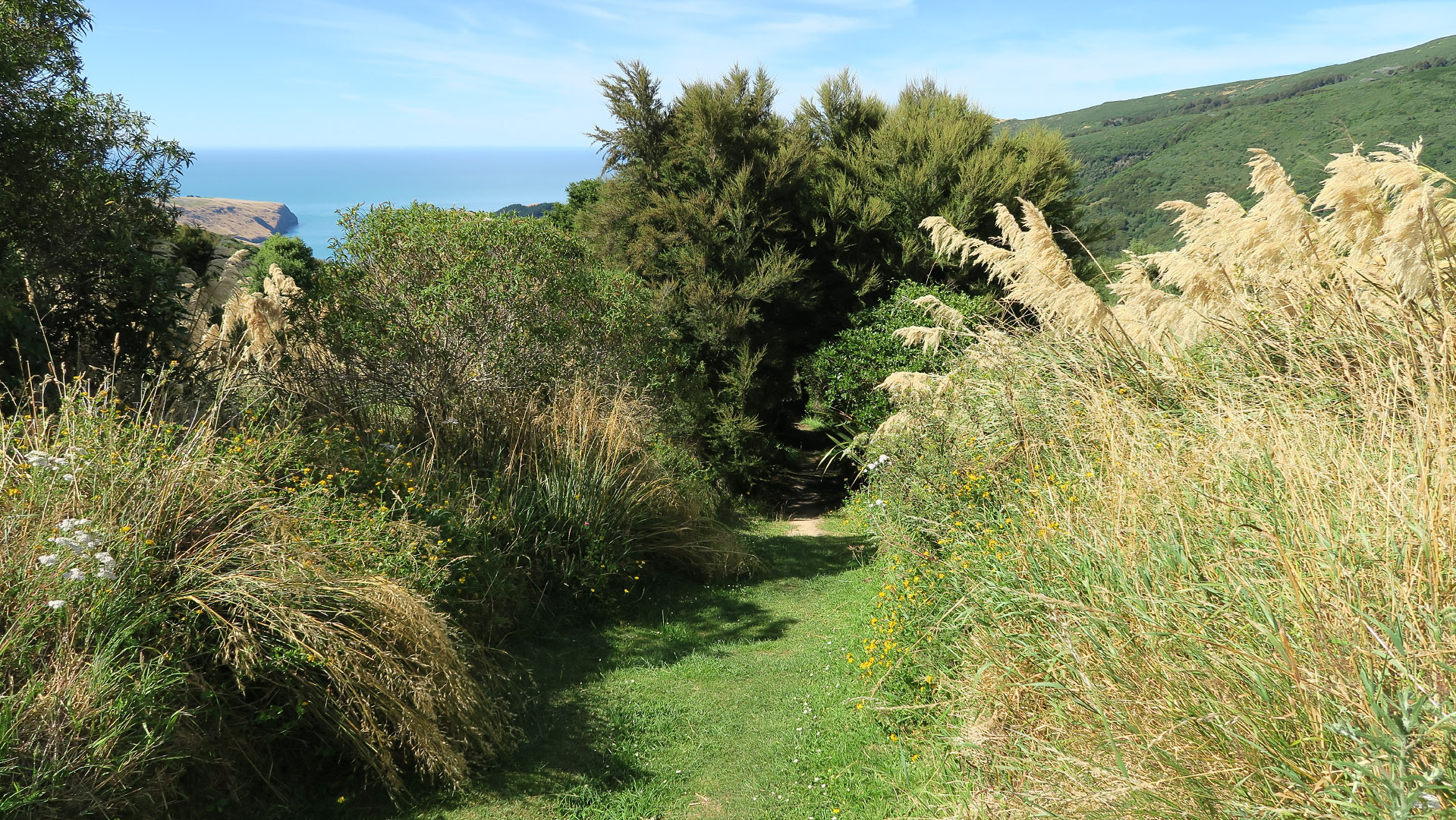 Himewai Reserve - New Zealand | 2019