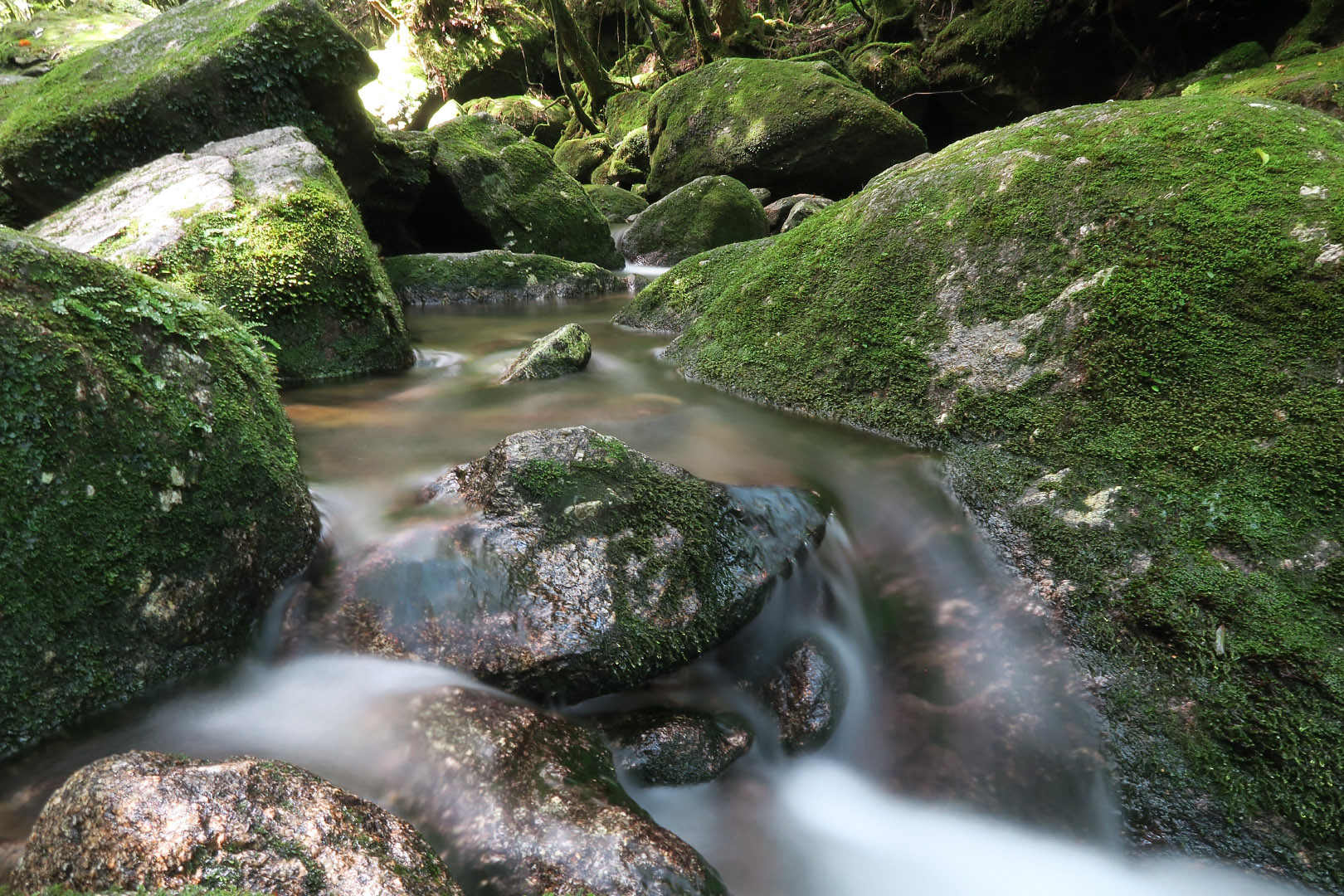 Yakushima - Japan | 2016