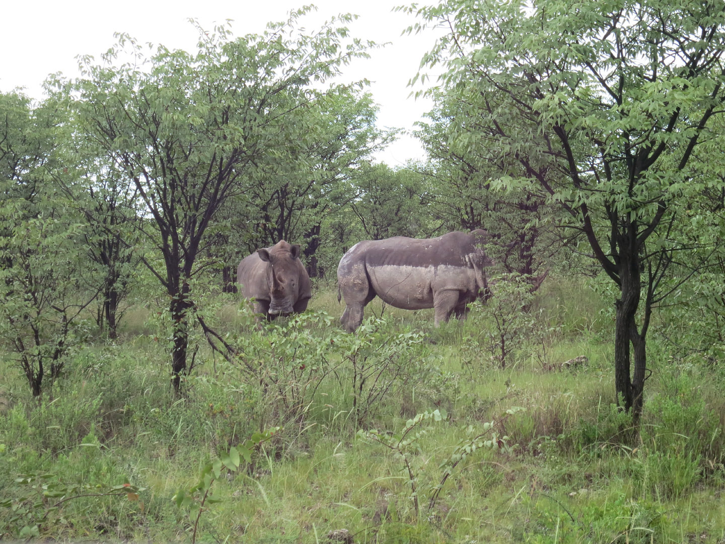 Etosha National Park - Namibia | 2014