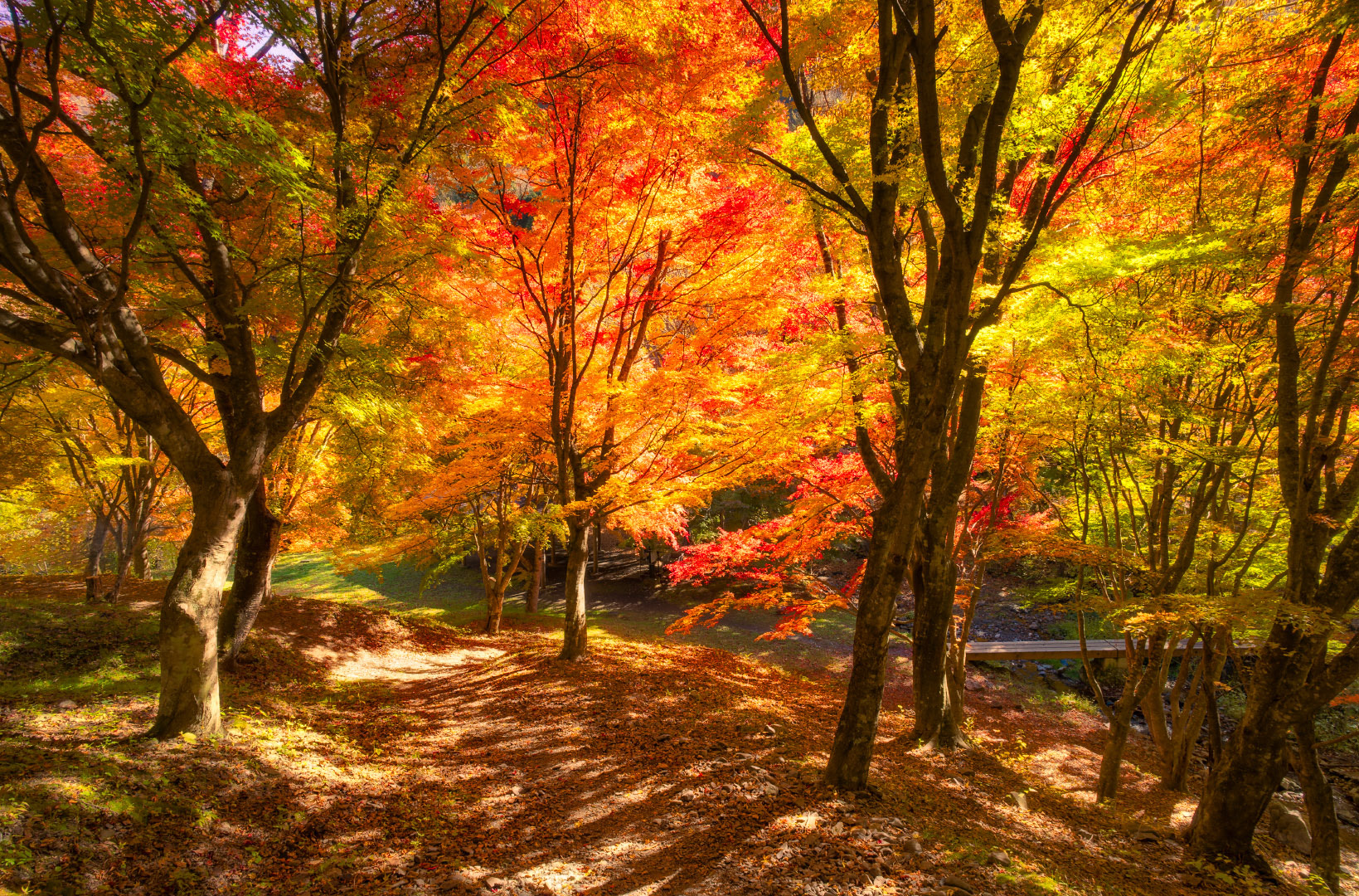 Yokokawa Ravine - Japan | 2023