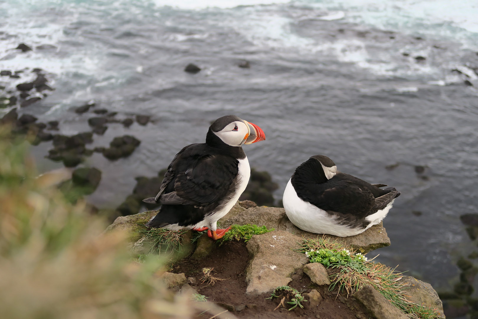 Latrabjarg - Iceland | 2015