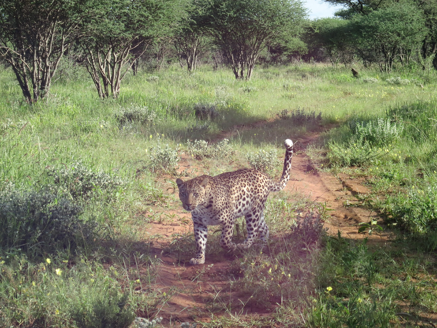 Okonjima Nature Reserve - Namibia | 2014