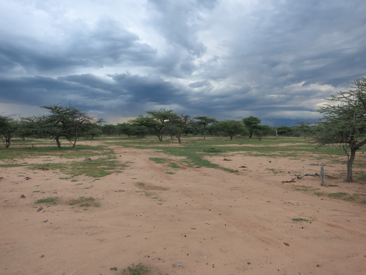 Okonjima Nature Reserve - Namibia | 2014