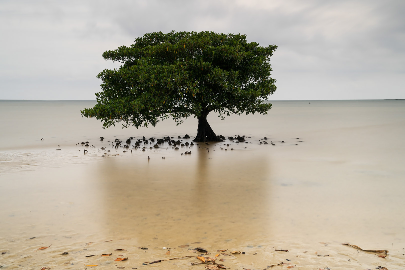 Iriomotejima - Japan | 2020