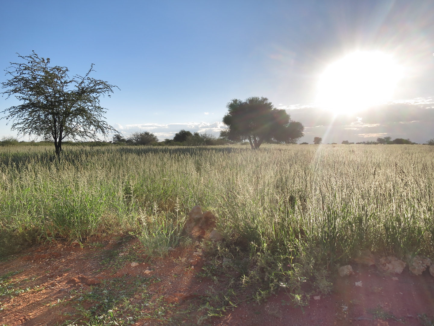 Kalahari - Namibia | 2014