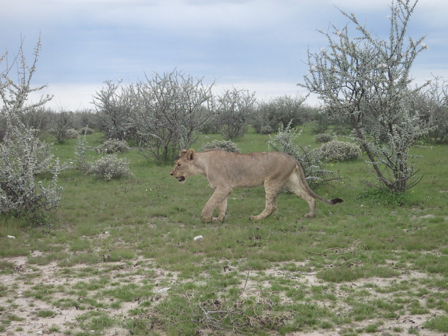 Etosha National Park - Namibia | 2014