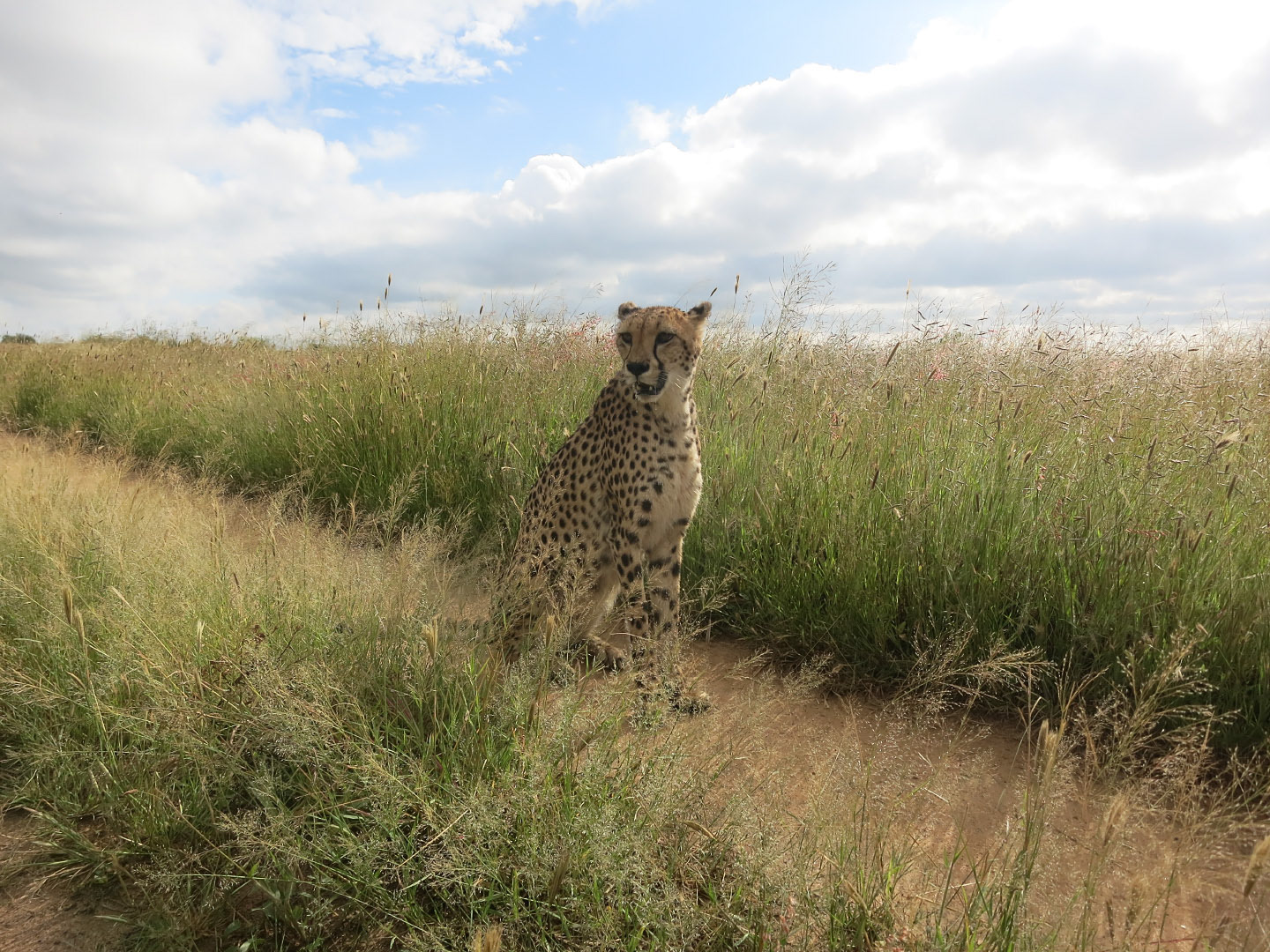 Naankuse Wildlife Sanctuary - Namibia | 2014