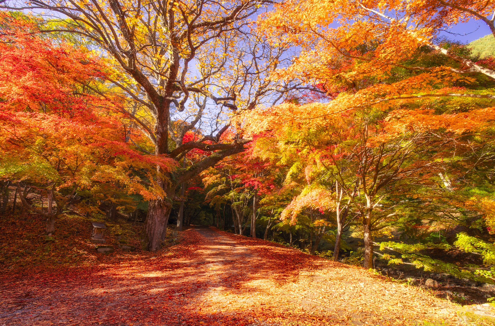 Yokokawa Ravine - Japan | 2023
