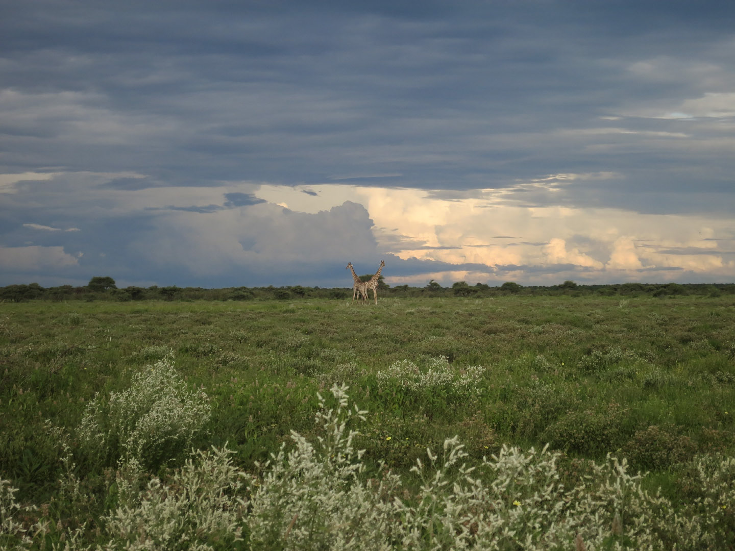 Etosha National Park - Namibia | 2014