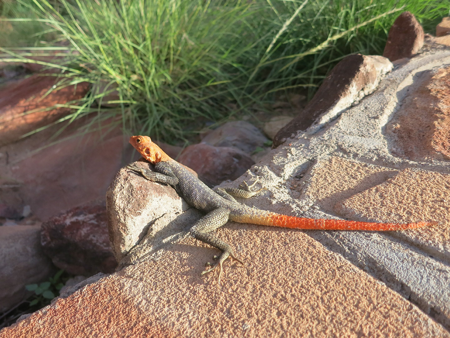 Twyfelfontein - Namibia | 2014
