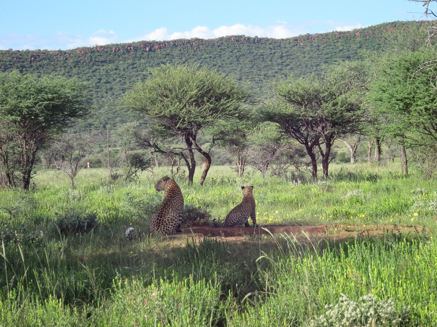 Okonjima Nature Reserve - Namibia | 2014
