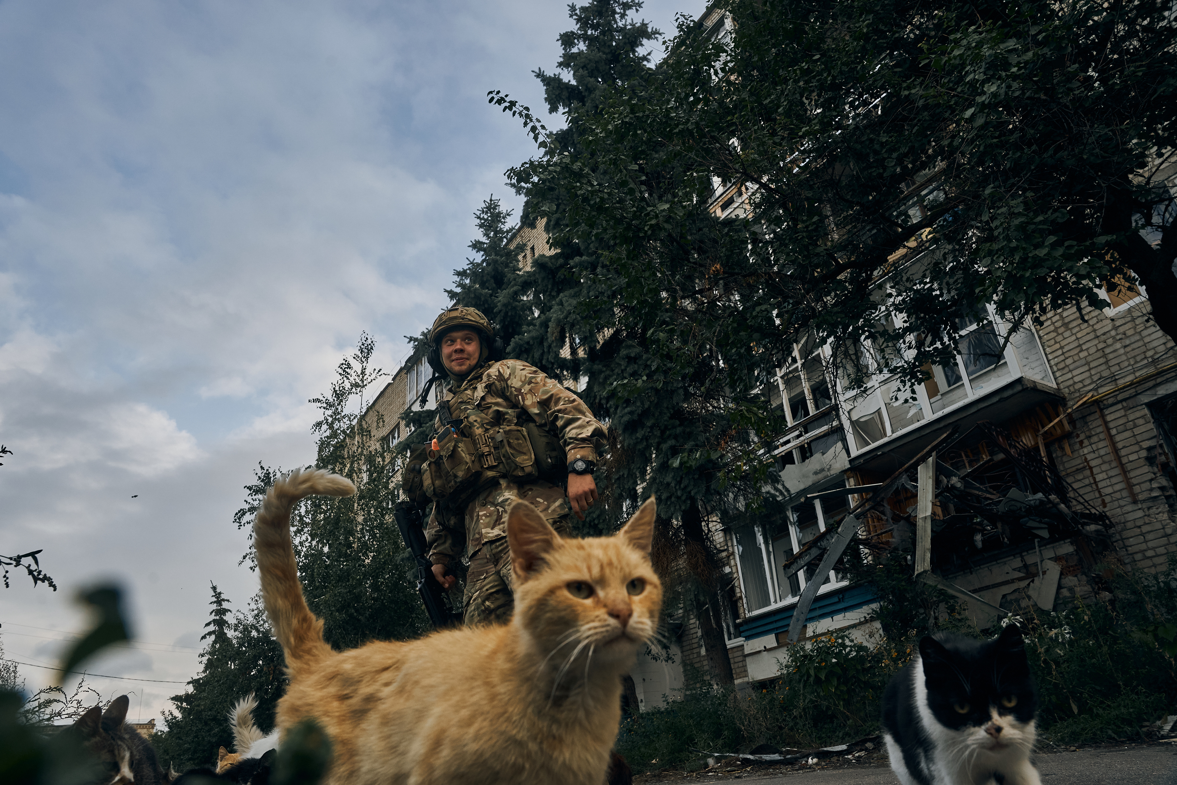 Украинцы отступают. Коты в России. Россия с котами. Российские военные с котиками.