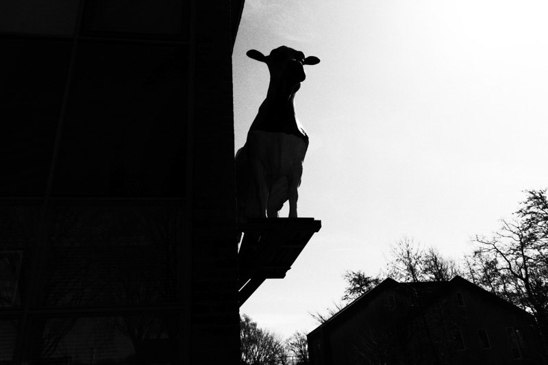 Texel, Den Burg, Keesomlaan, Dierenartsenpraktijk Texel