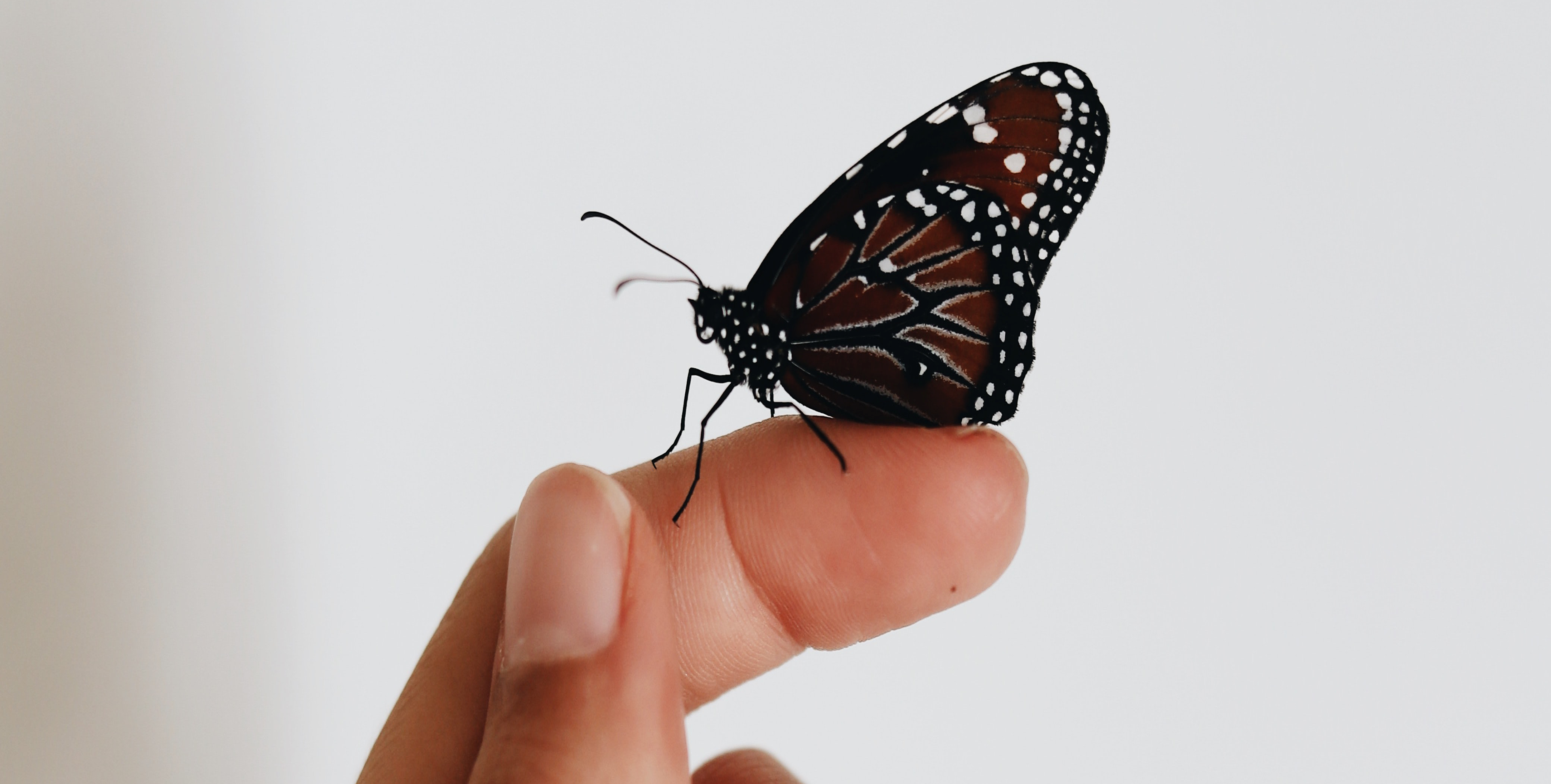 close up of butterfly resting on a person's finger