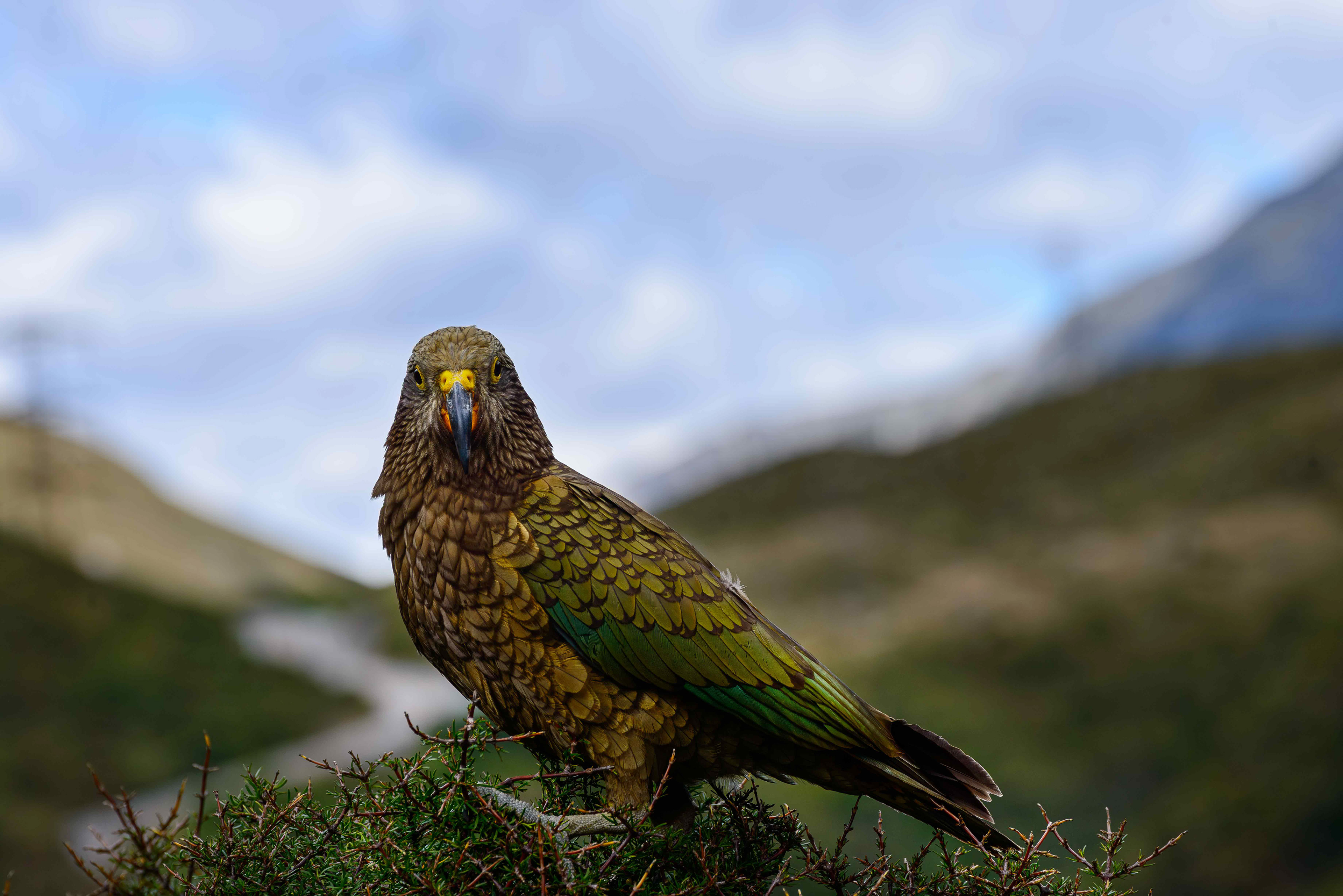 Kea, Arthurs Pass New Zealand