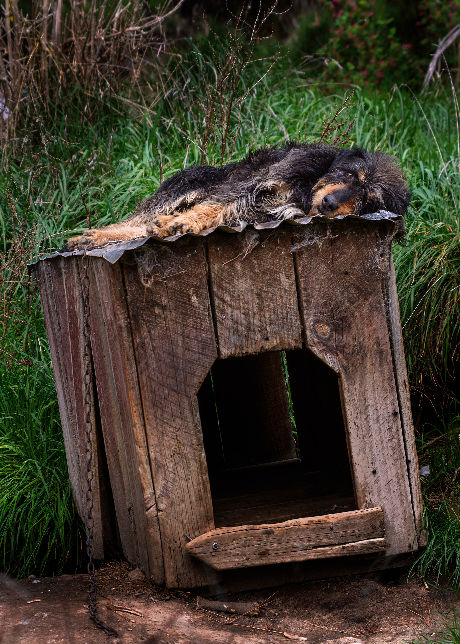 Doghouse, Mesopotamia New Zealand