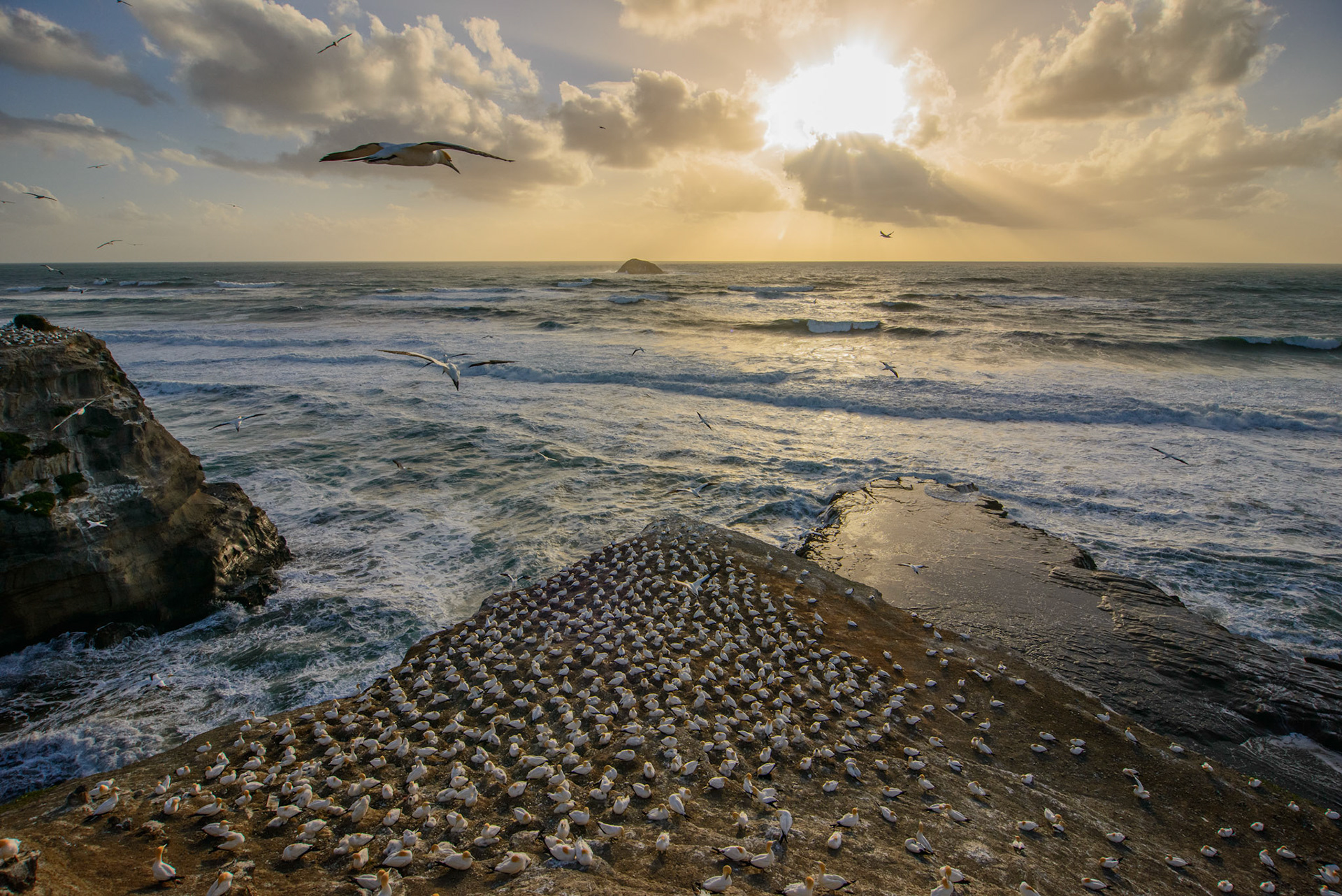 Gannet Colony, Muriwai, Auckland New Zealand