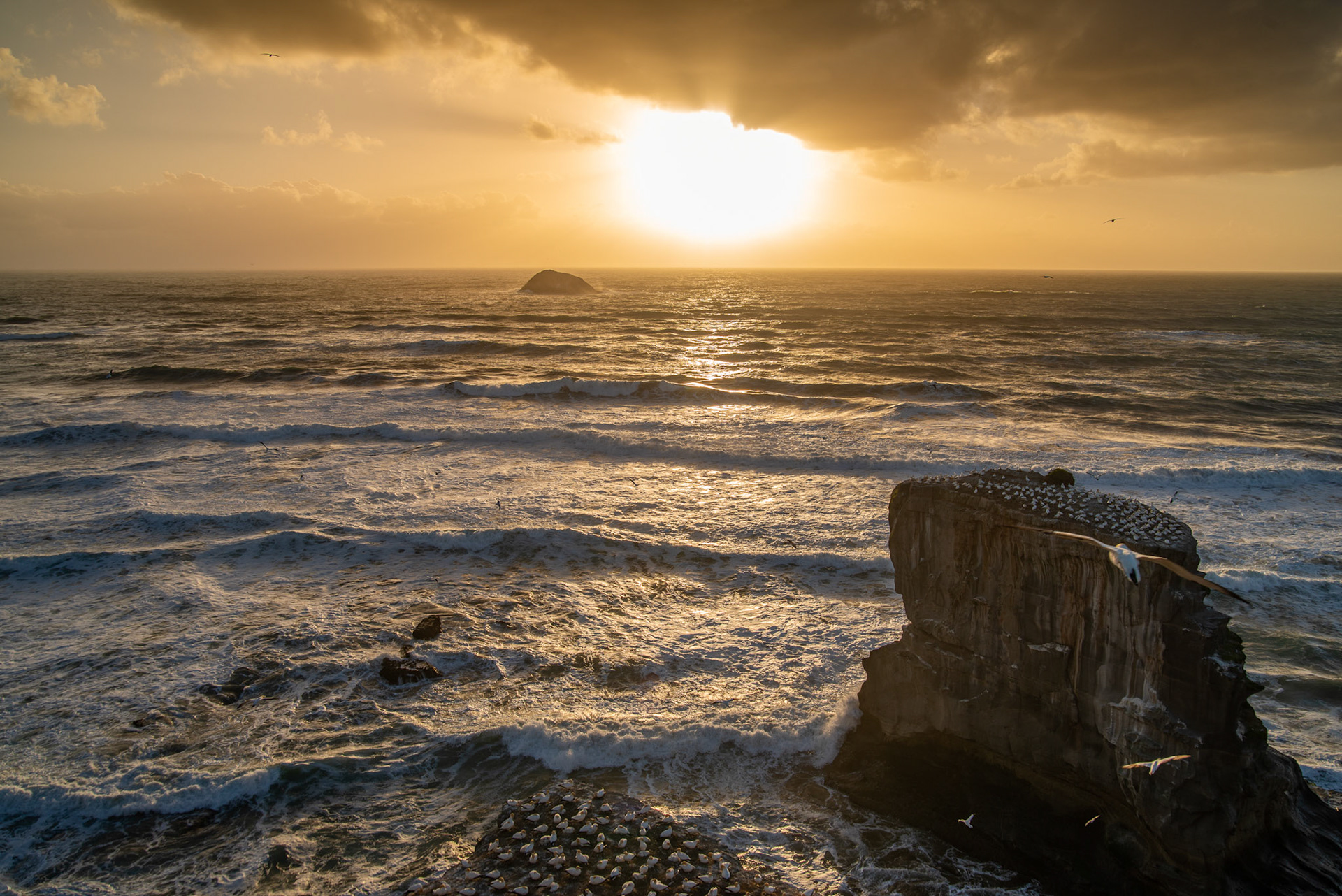 Gannet Colony, Muriwai, Auckland New Zealand