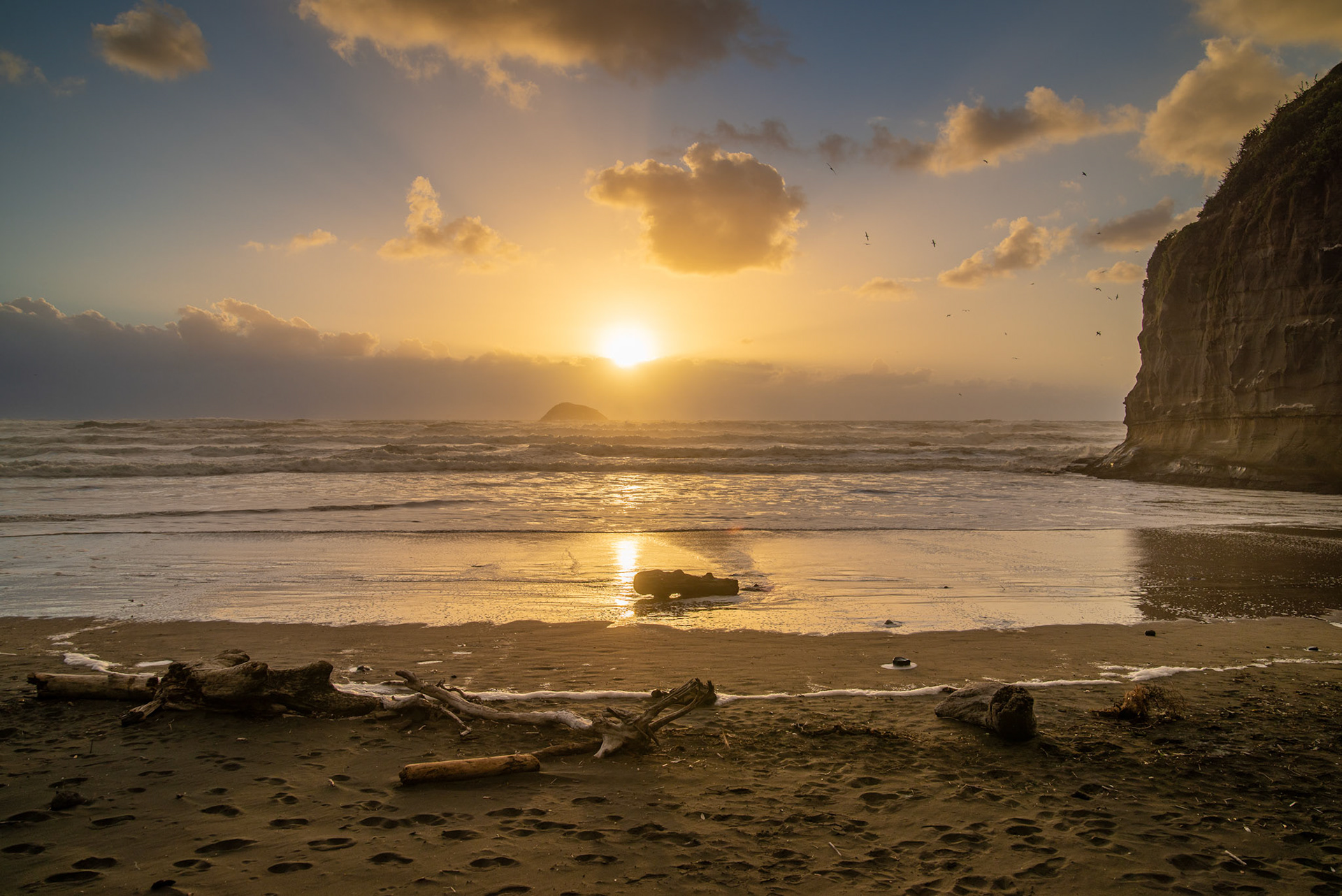 Gannet Colony, Muriwai, Auckland New Zealand
