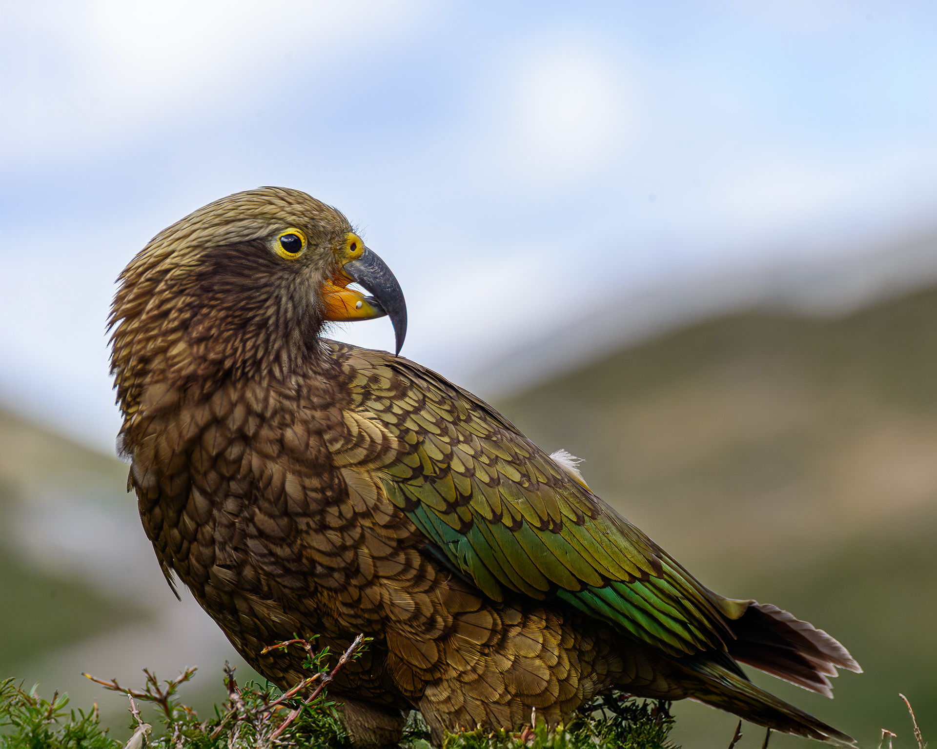 Kea, Arthurs Pass New Zealand