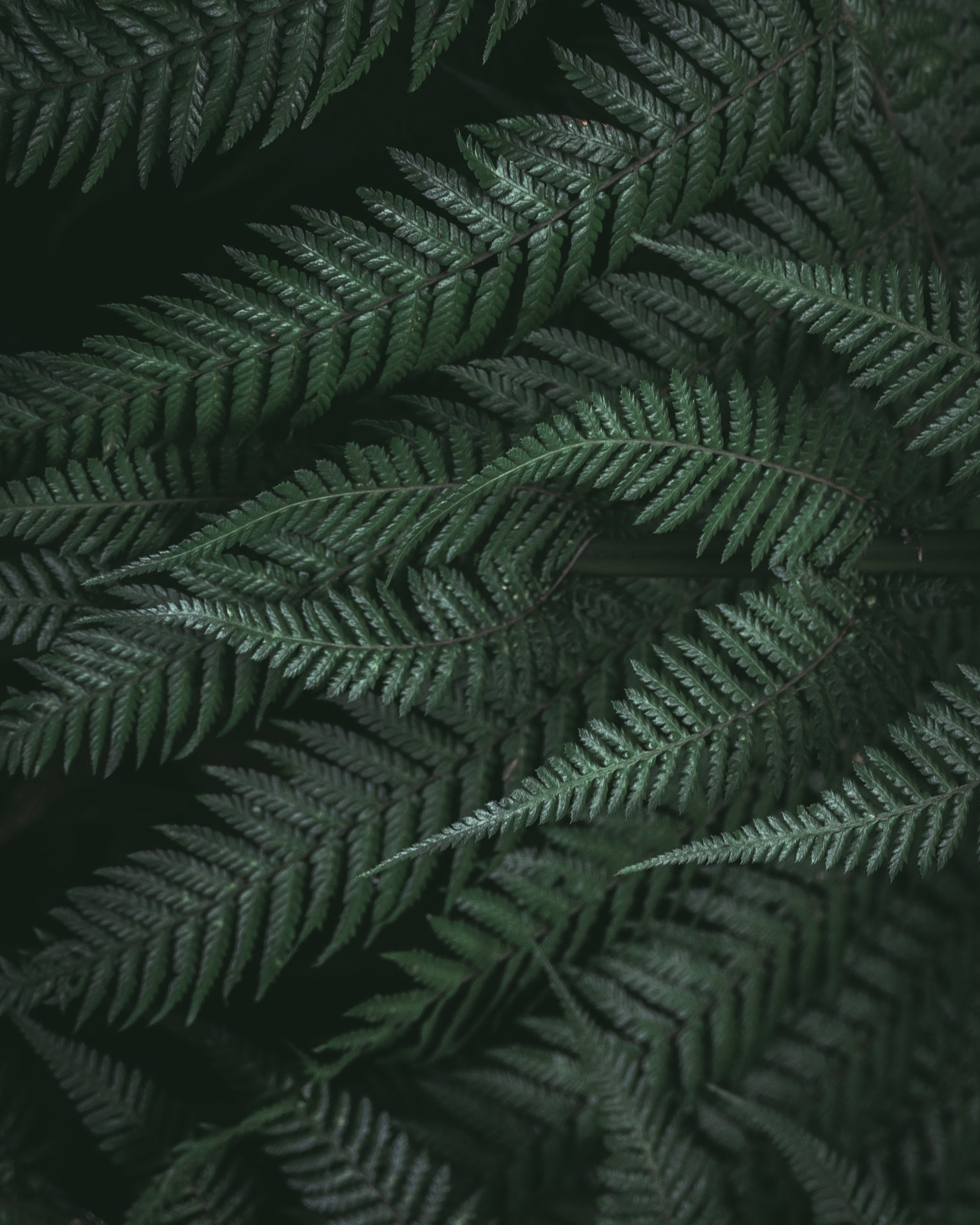 Moody set of ferns