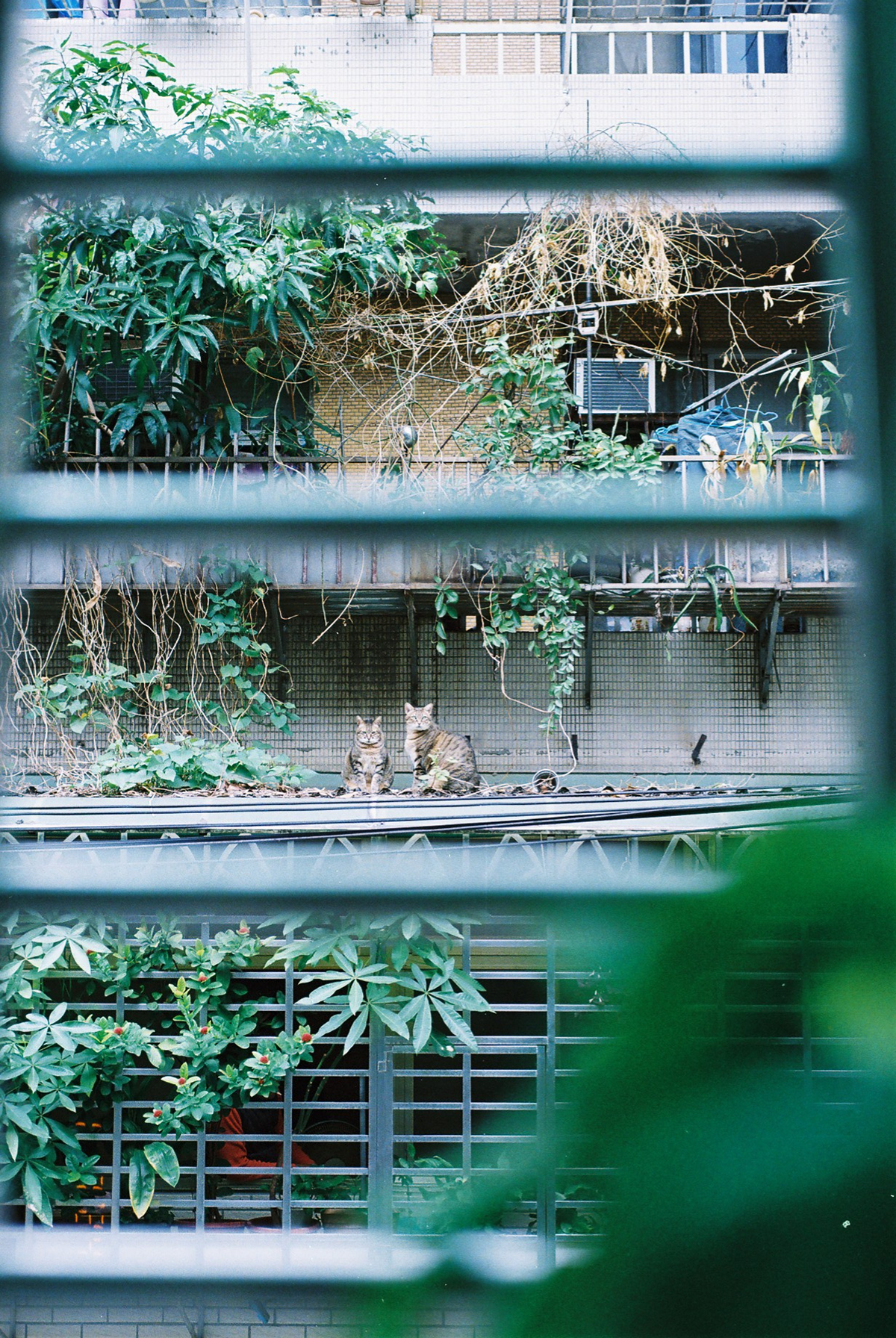 The Cat Who Walks Through the Wall