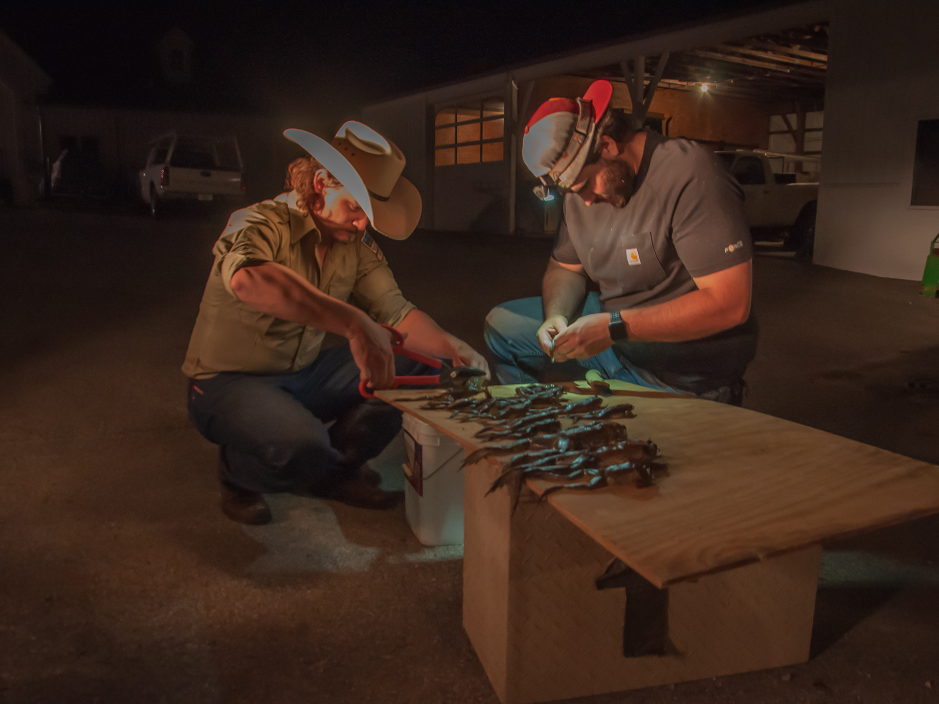 Hunters begin processing the hunted frogs for the meat of their legs.