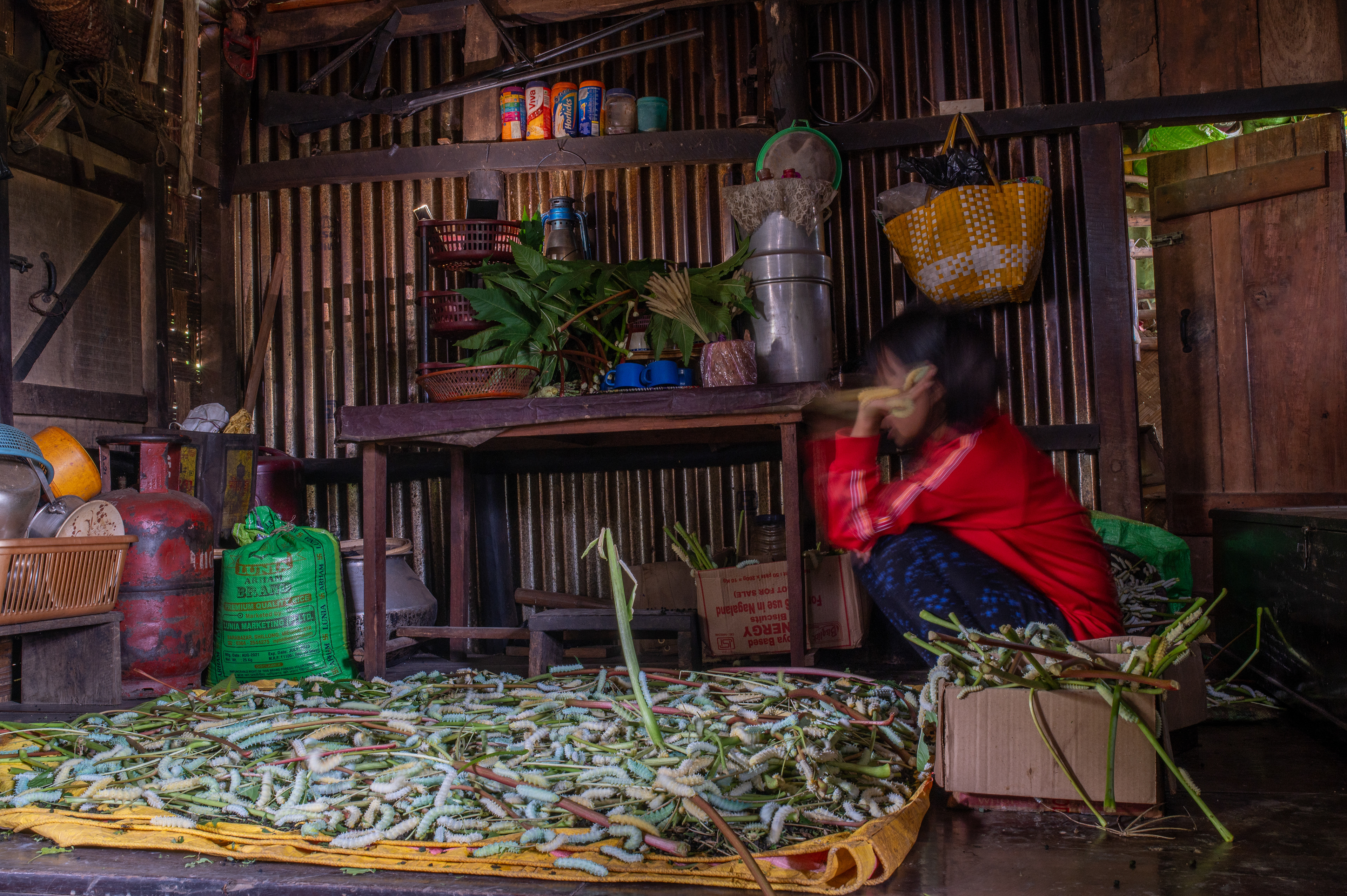 Girl “listens” to the sound of the silkworm to determine if the caterpillars are ready to spin the cocoon.