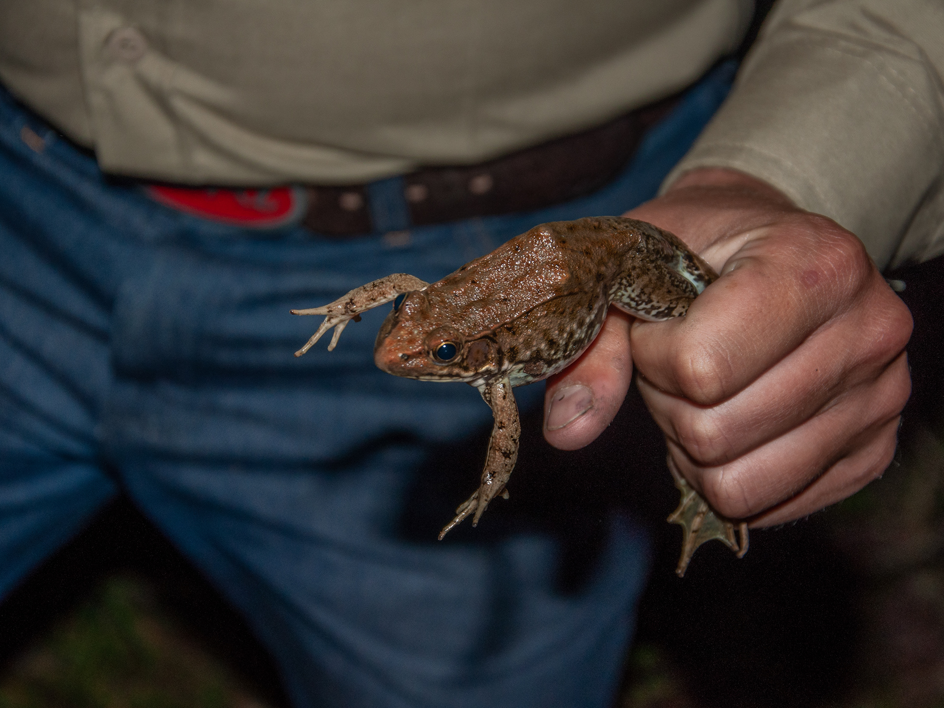 Hunters catching frogs bare handed before the start of the season to exercise their skills.