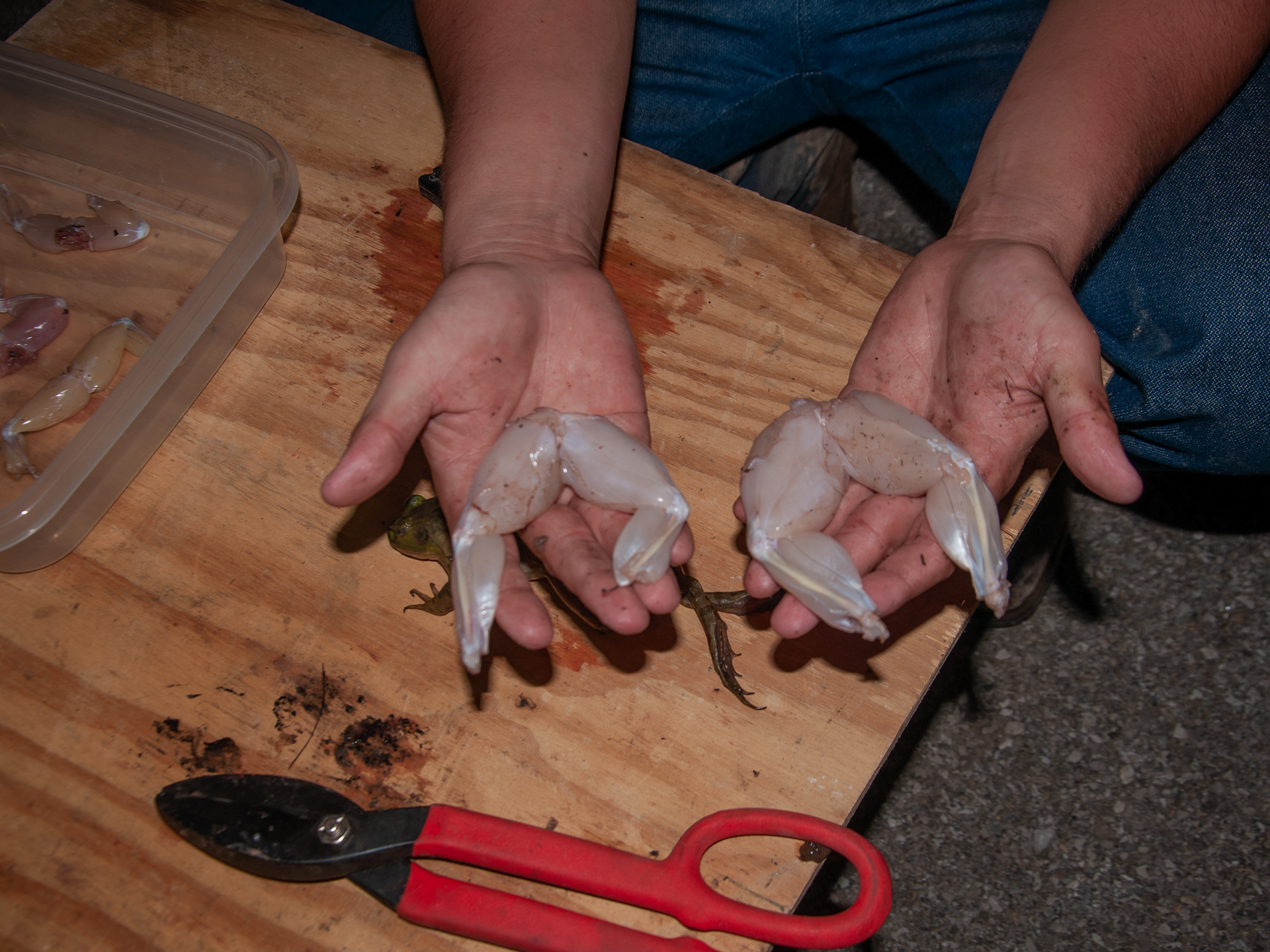 The final product of the gig, frog legs.