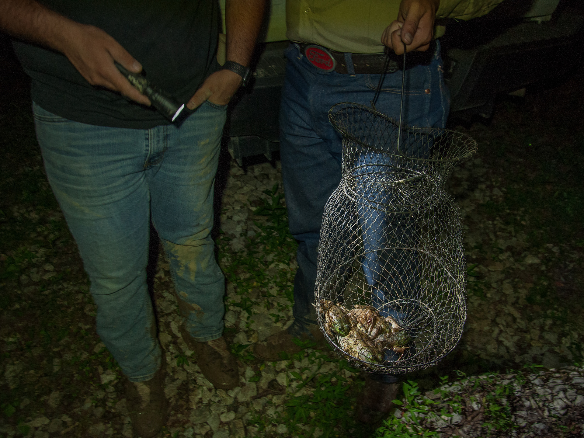 Frogs collected in the collection basket, which is an important tool for gigging.