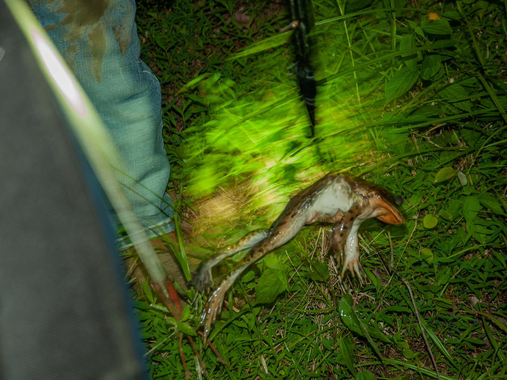 A bullfrog just hunted by a gig (a multi-pronged spear) during a hunt.