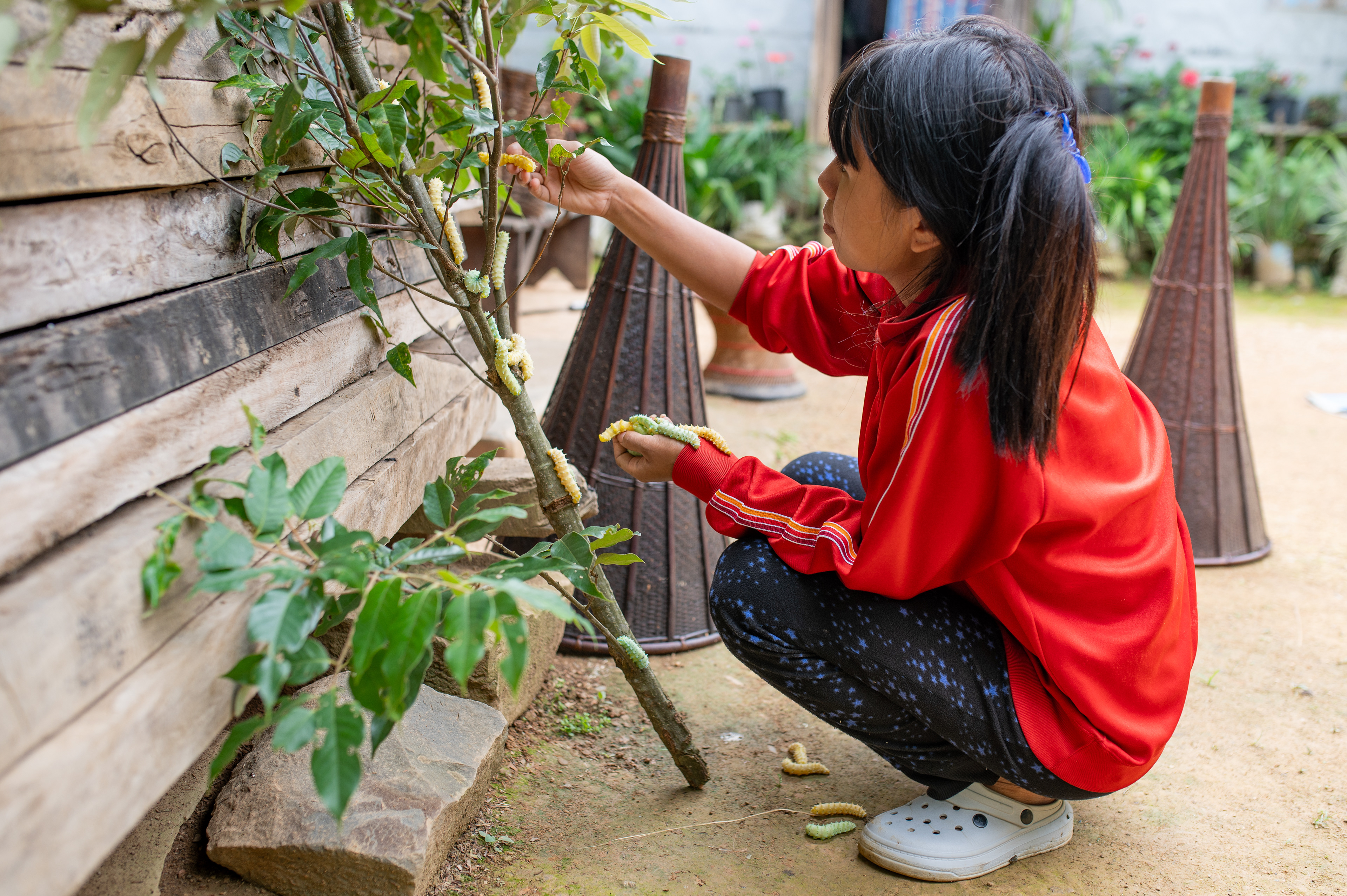 Lotha girl leaves a few caterpillars onto a tree to catch some sunlight.