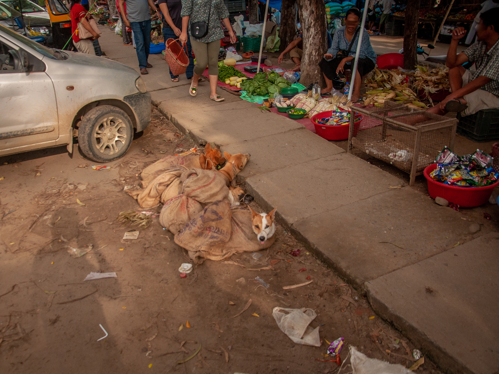 Live dogs for sale.