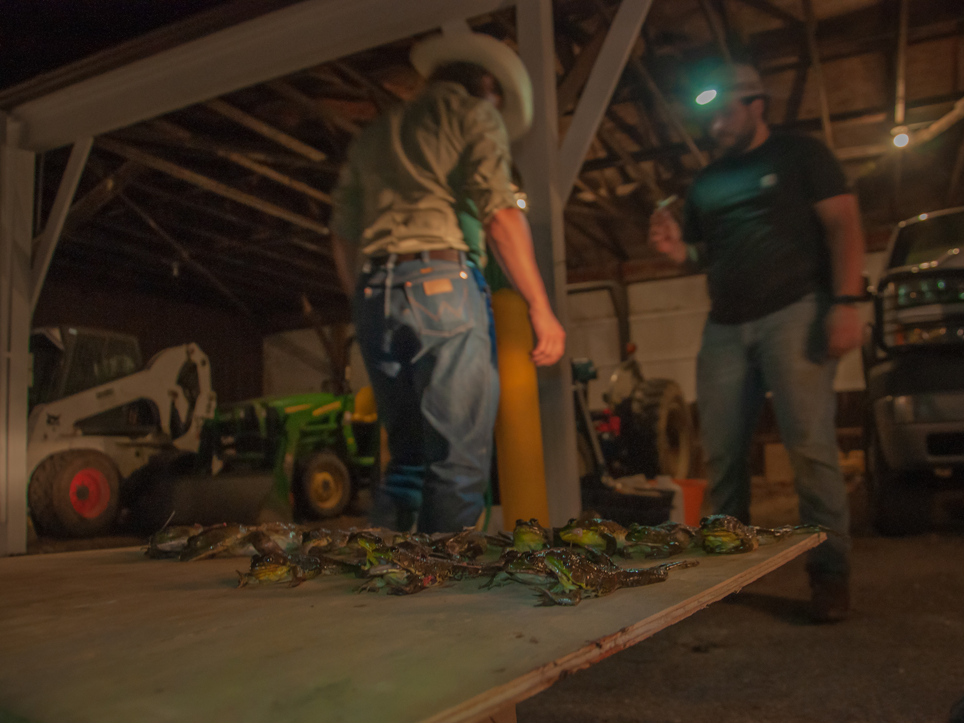 Giggers preparing for the processing and butchering of the meat, while the bodies of the dead frogs lie in the foreground. 