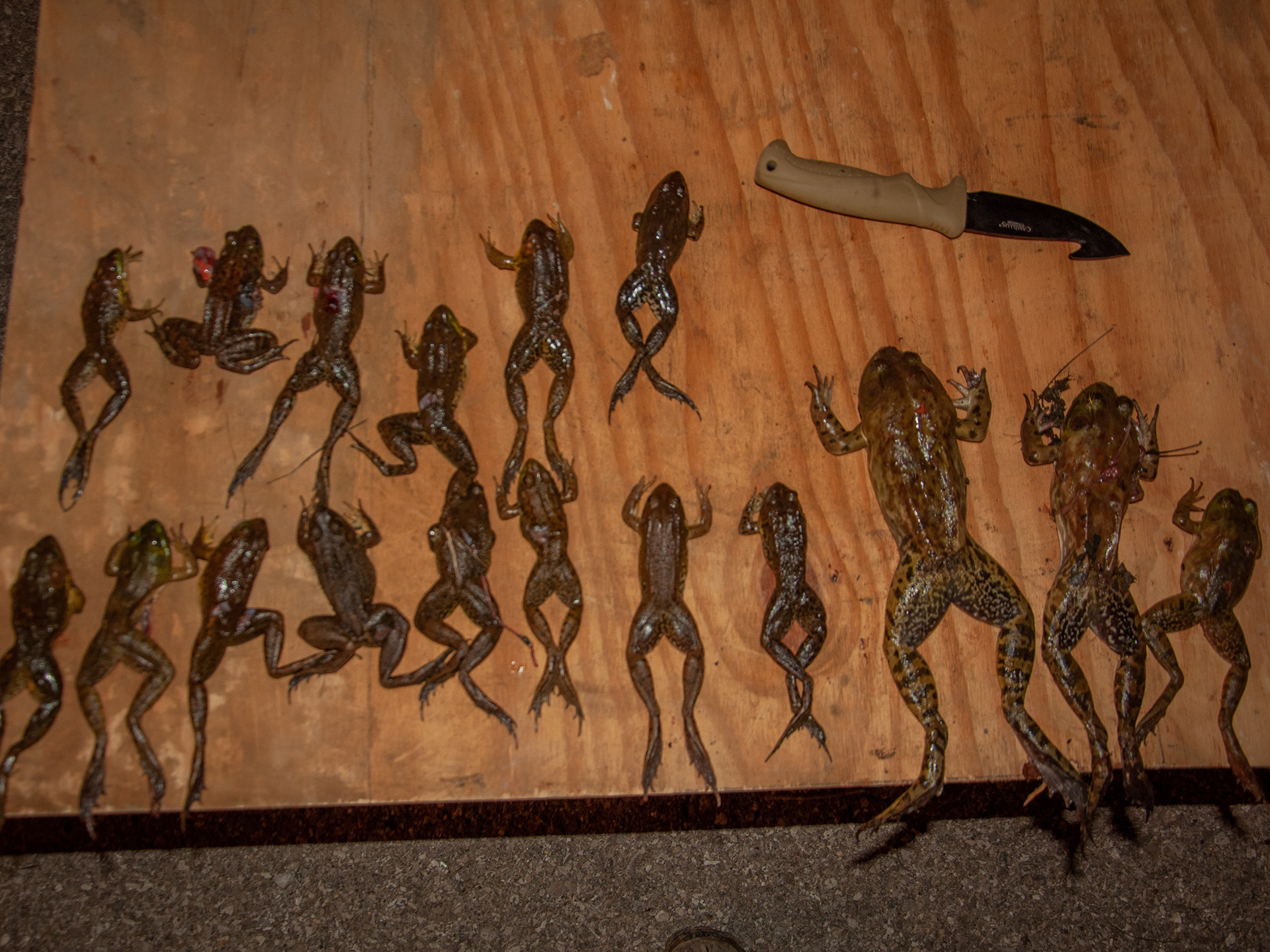 Hunted frogs placed on a wooden board for counting, with a hunter’s knife that will be used for processing.