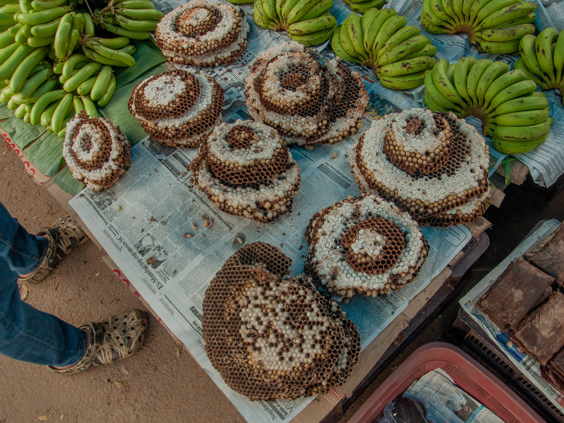 Wasp Larvae for sale.