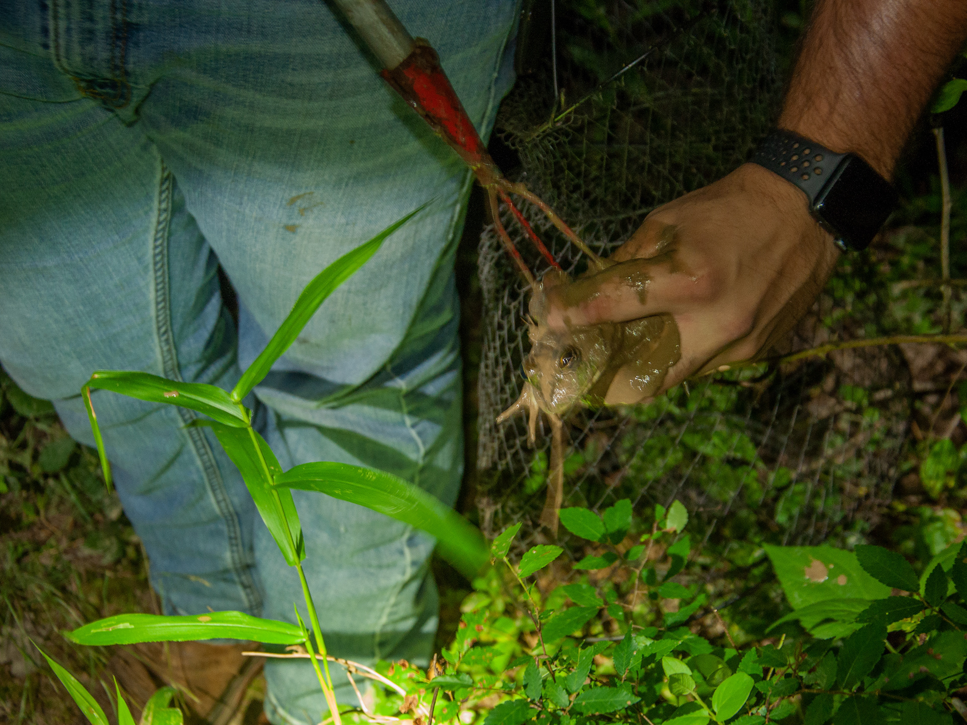 A bullfrog being transferred to a collection basket.