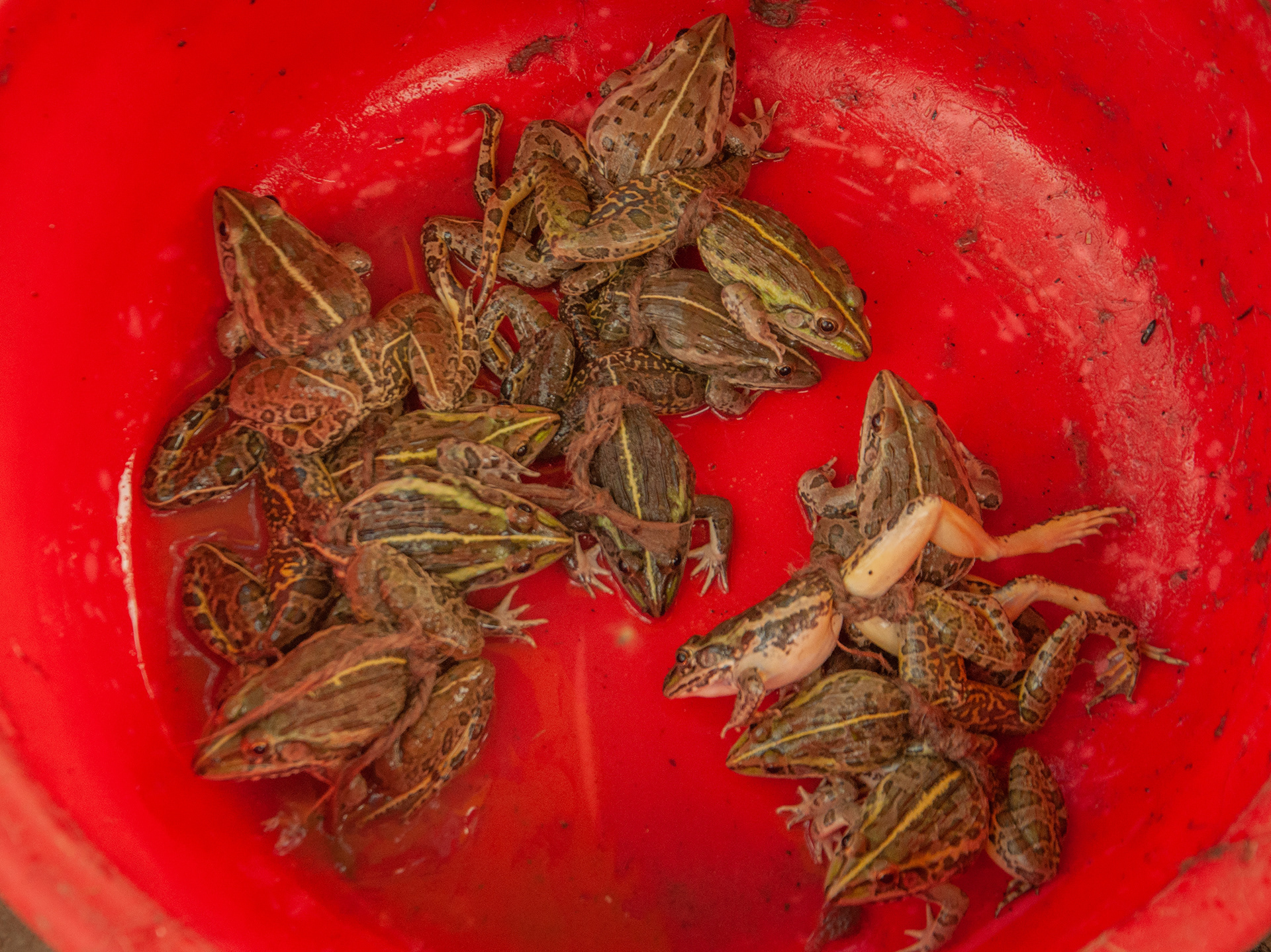 Bull frogs tied to each other by the waist to be sold.