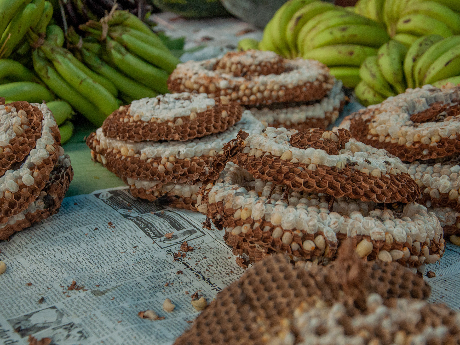 A delicacy, the larvae are some of the most expensive items in the market.
