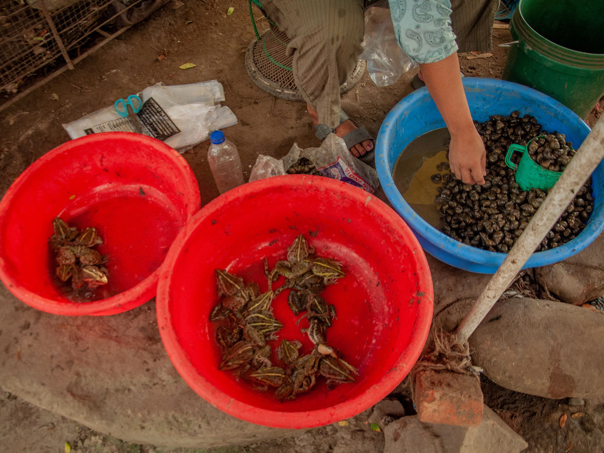 Live Frogs and Snails for sale.