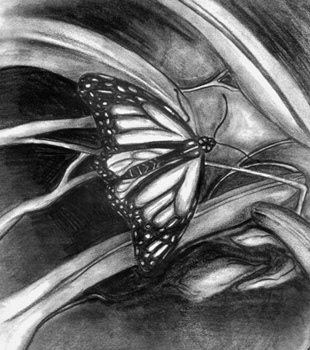 Monarch, Pencil on Paper, 9 x 12", 1999