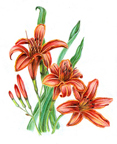 Tawny Daylilies, Colored Pencil on Paper,  9 x 12", 1999