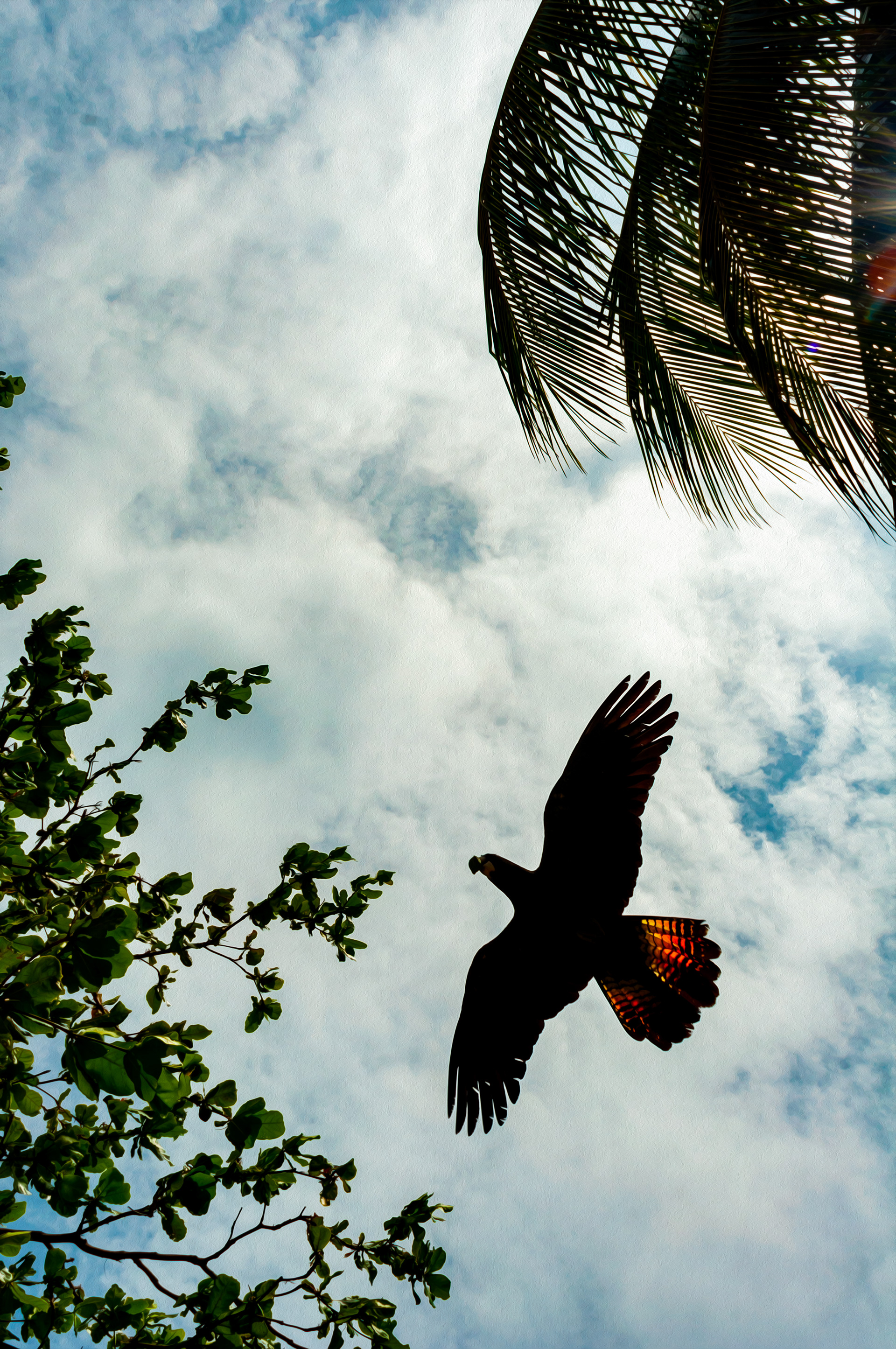 Red Tailed Black Cockatoo