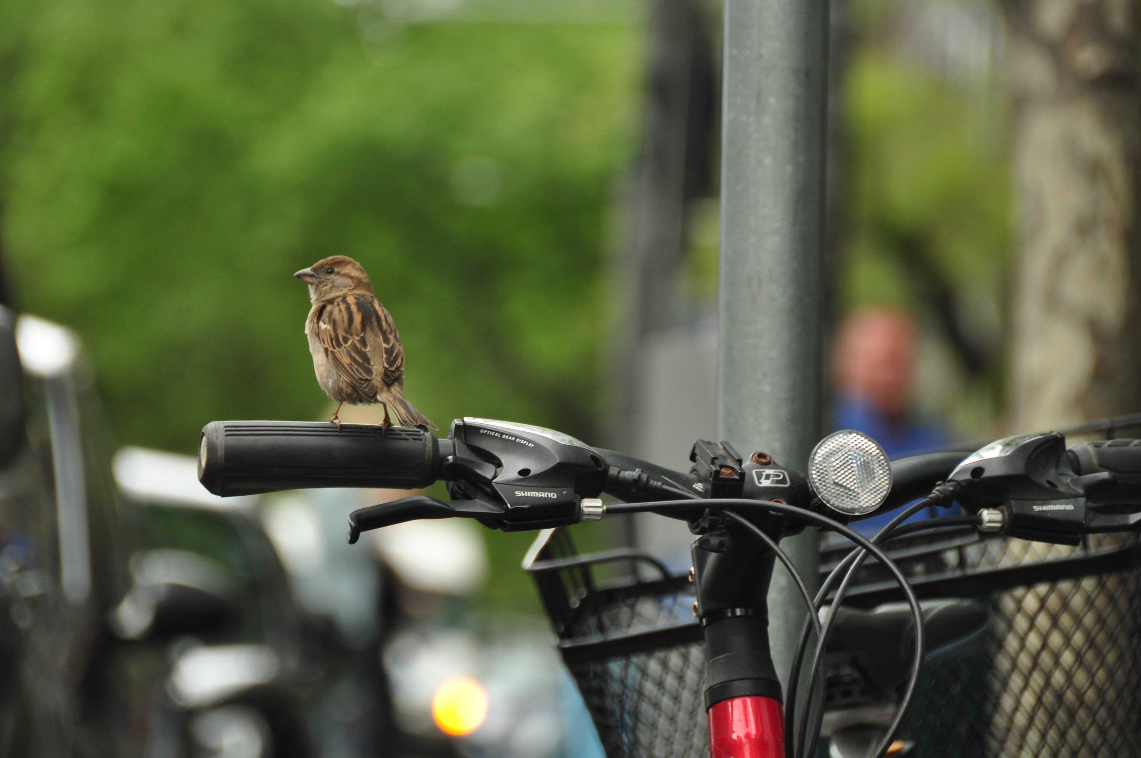 Melbourne Sparrow