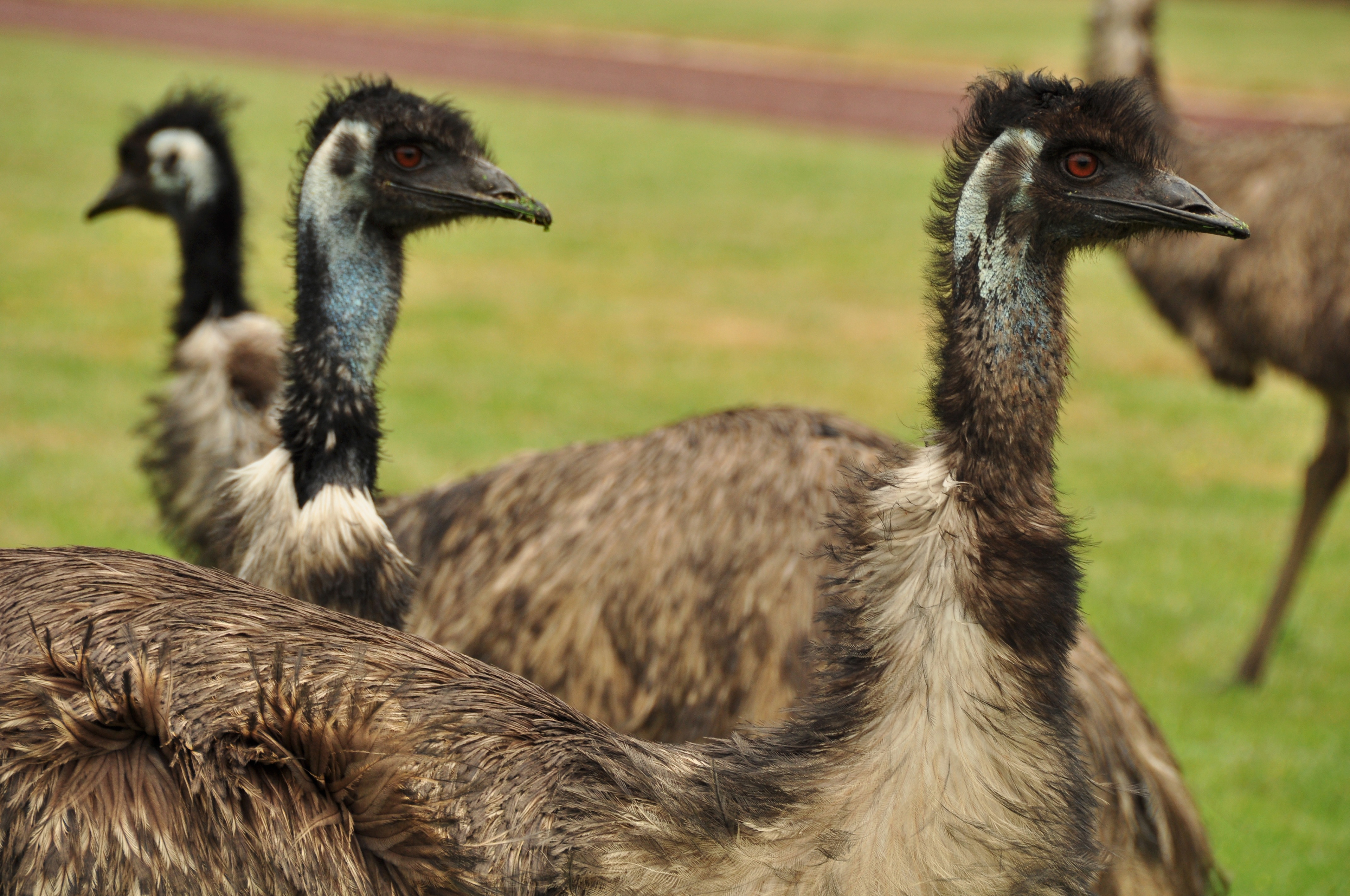 Puckapunyal Emus