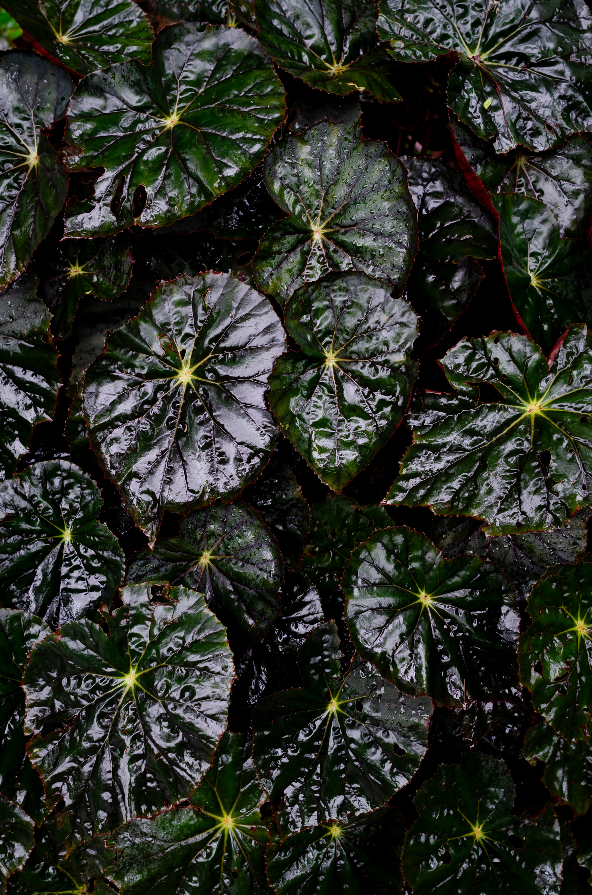 Botanical Garden