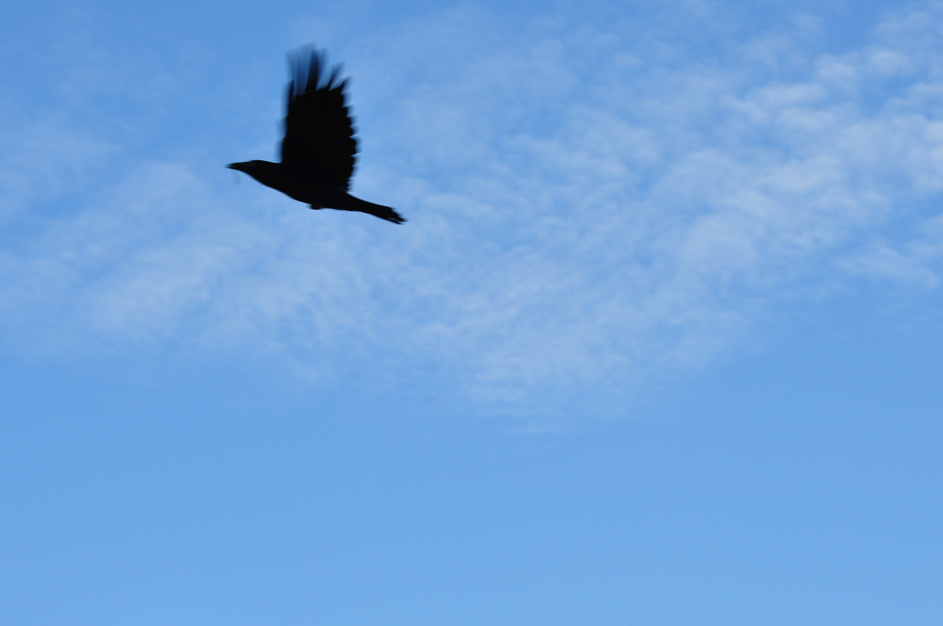 Puckapunyal Crow