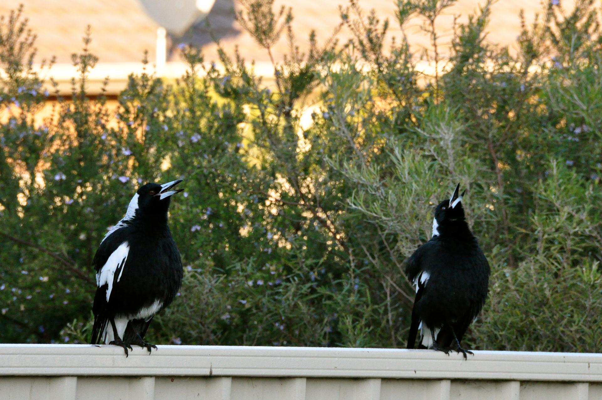 Puckapunyal Magpies